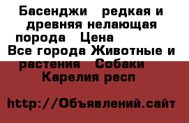 Басенджи - редкая и древняя нелающая порода › Цена ­ 50 000 - Все города Животные и растения » Собаки   . Карелия респ.